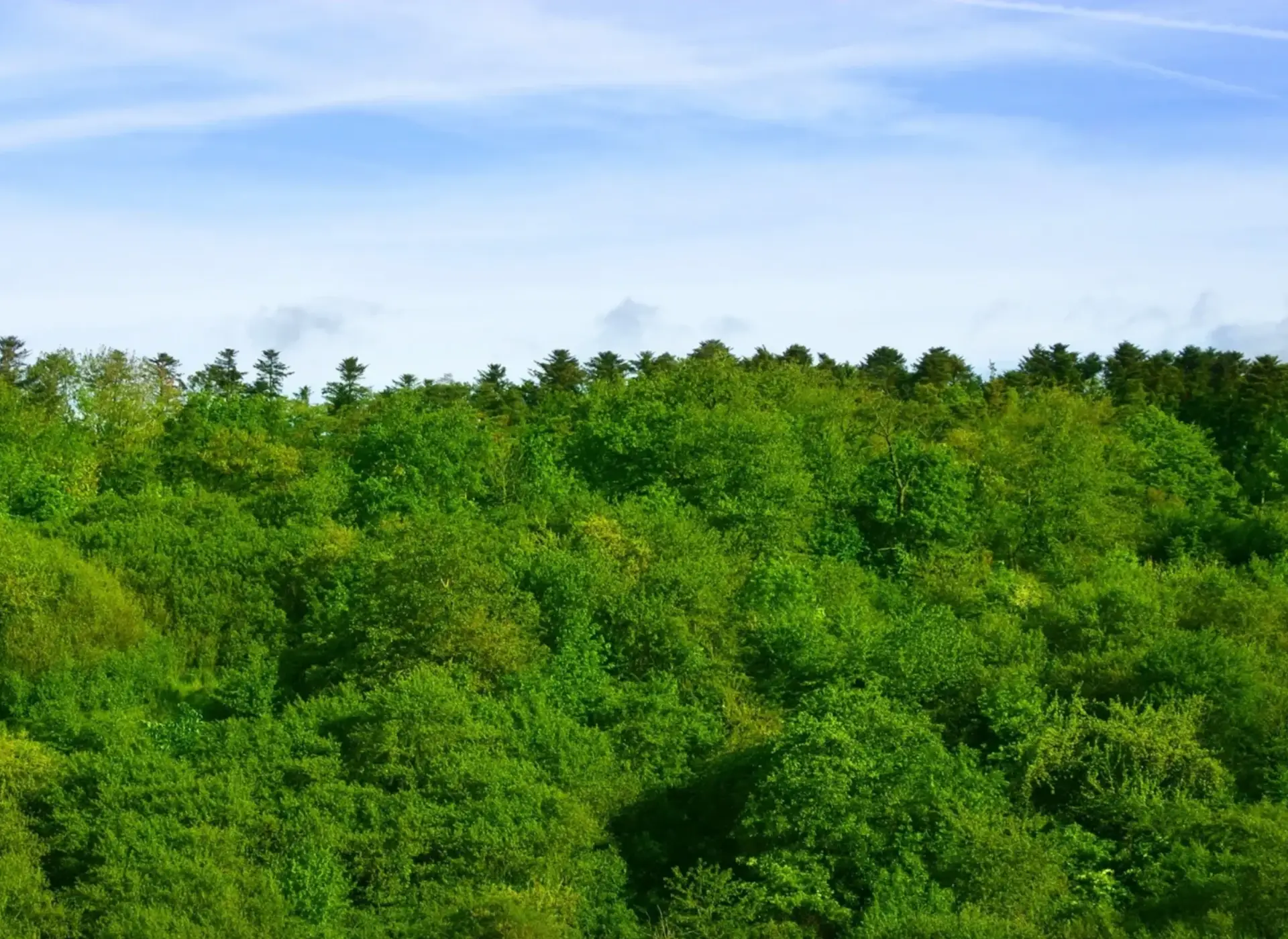 A view of trees in the distance with a sky background